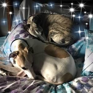 Meet your Posher, Penny